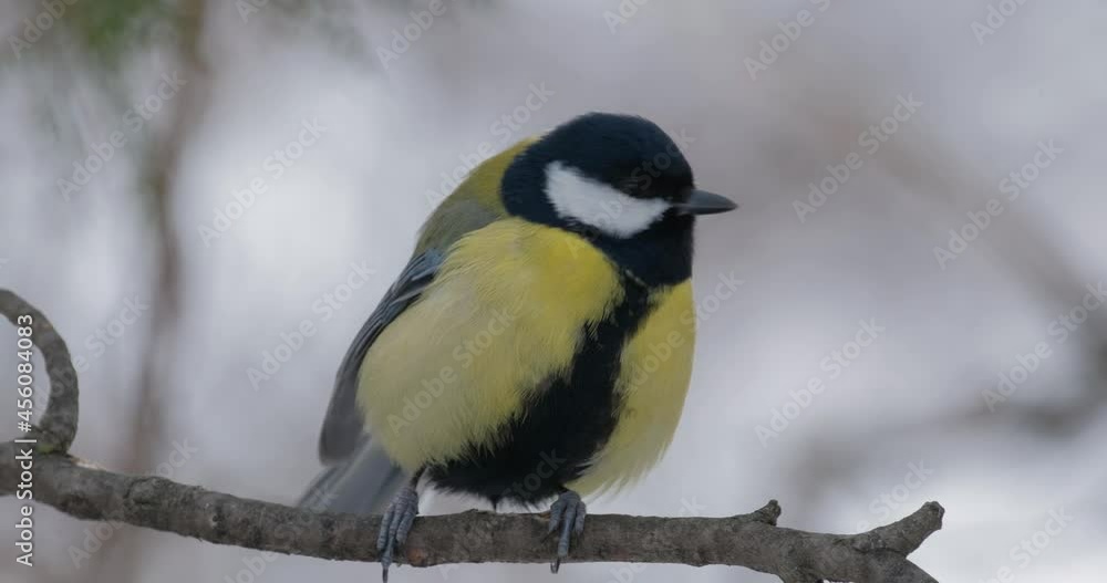 Great tit or Parus major on the tree Great tit or Parus major on the tree