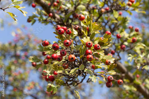 Bild auf Leinwand Rama con hojas y frutos de Crataegus monogyna
(Majuelo, espino albar )