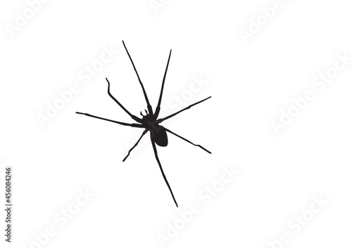araignée silhouette 