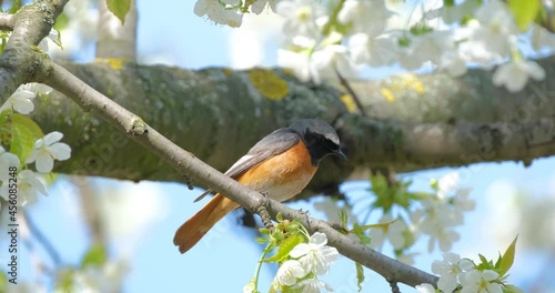 The common redstart  or Phoenicurus phoenicurus bird on the tree