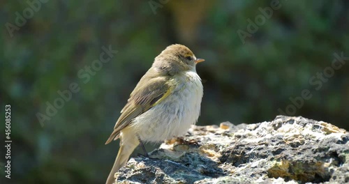 Common chiffchaff or Phylloscopus collybita close up photo