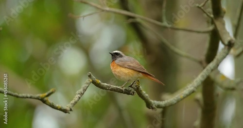 The common redstart  or Phoenicurus phoenicurus bird on the tree