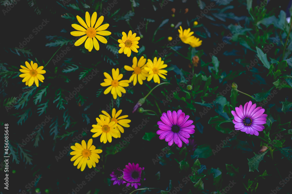 Purple and yellow african daisies flowers (cosmos flower) in a green garden