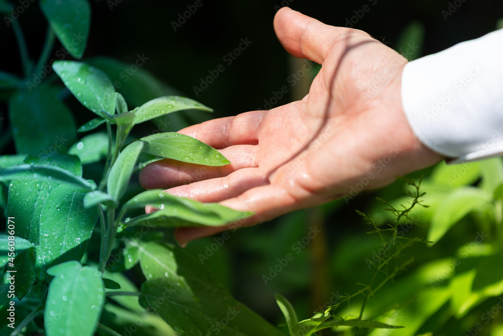 Collecting sage herbs in the garden, wellbeing and nature concepts Collecting sage herbs in the garden, wellbeing and nature concepts