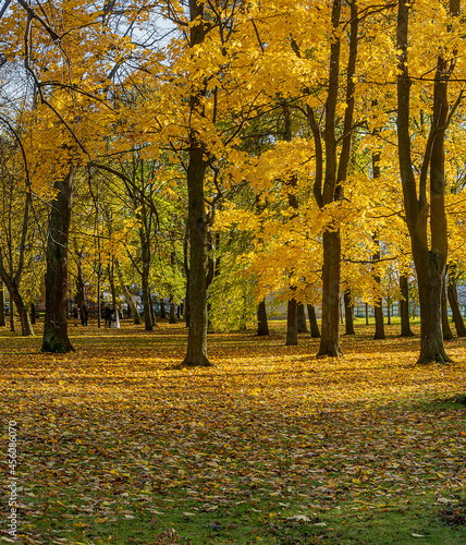 Wallpaper Mural Petrovsky Park is an old park in Kronstadt. The author of the project is the military governor F. F. Bellingshausen. Torontodigital.ca