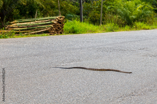 Snake on the road  photo