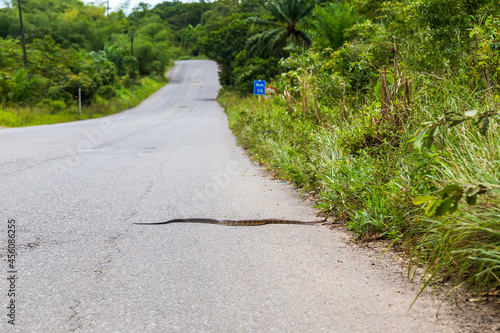 Snake on the road  photo