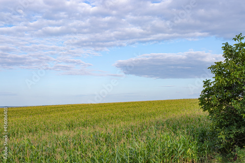 Corn field plants with tassels and a walnut tree with clouds in background