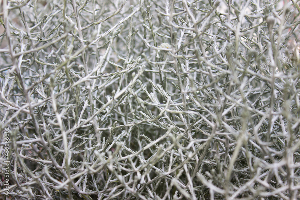 Pattern of decorative dry gray garden bushes. Pattern of decorative dry gray garden bushes.