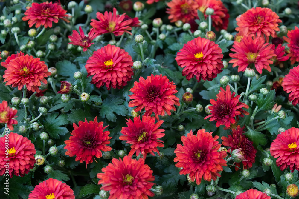 Autumn garden scene with red flowers growing in garden. Autumn garden scene with red flowers growing in garden.