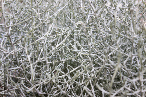 Pattern of decorative dry gray garden bushes.