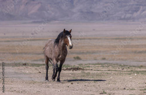 Majestic Wild Horse in the Utah Desert