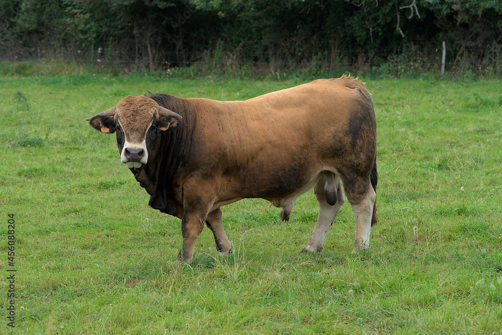 Young brown bull of Aubrac breed in his meadow