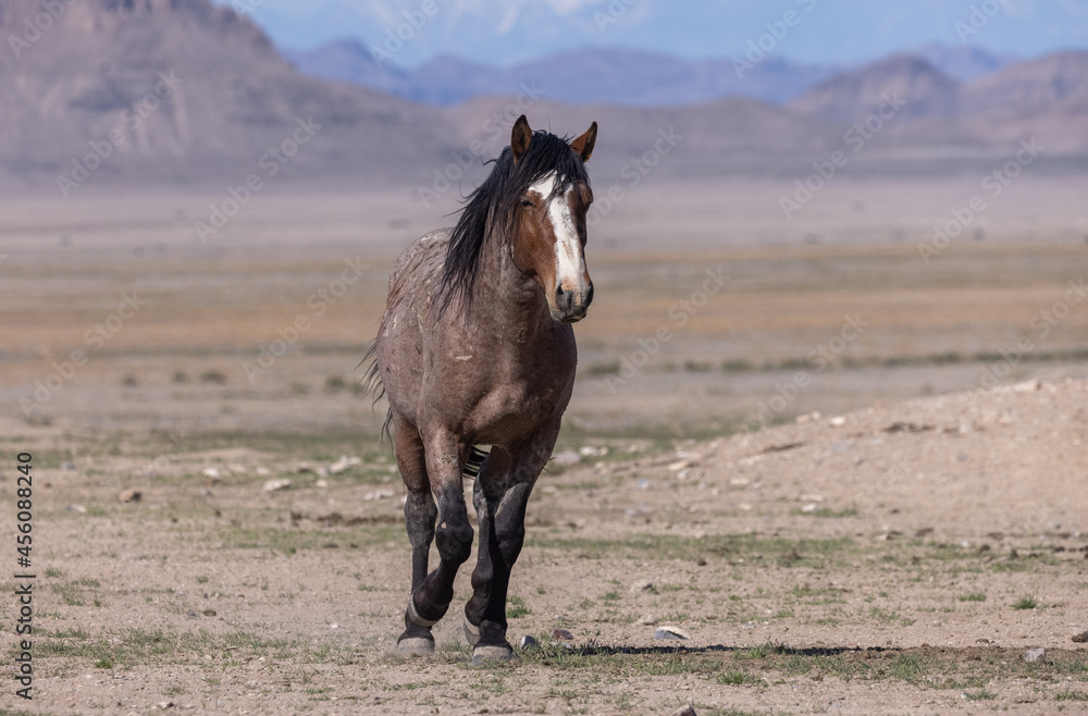 Majestic Wild Horse in the Utah Desert Majestic Wild Horse in the Utah Desert