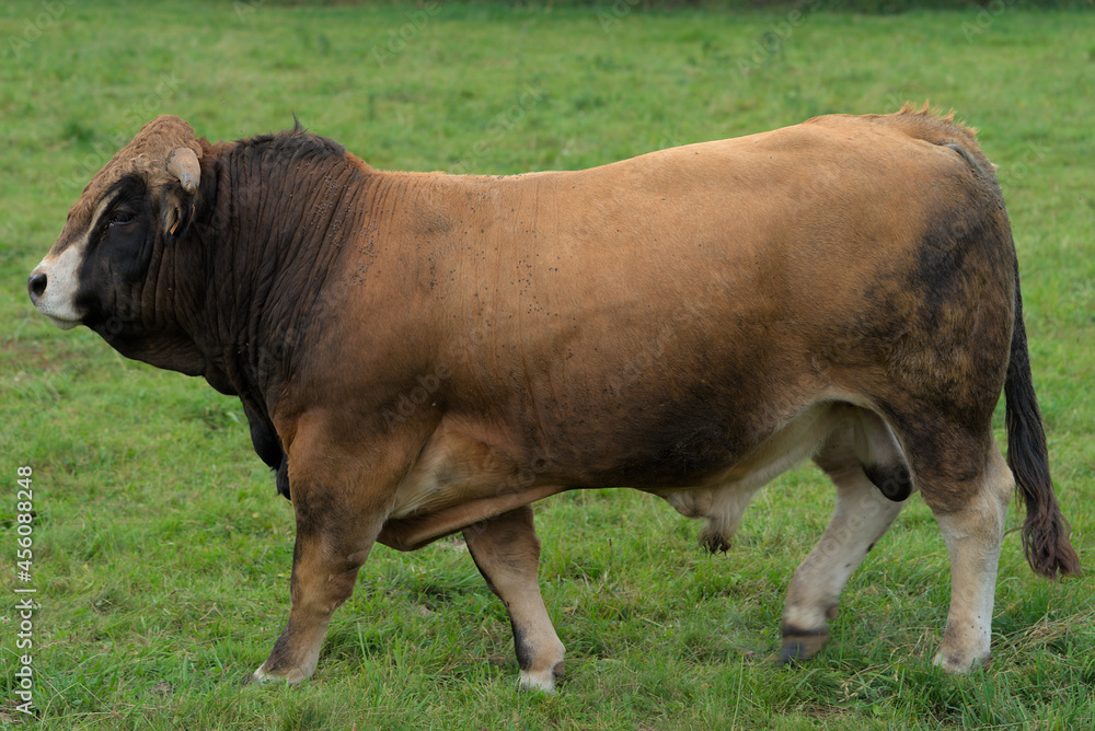 Young brown bull of Aubrac breed in his meadow Young brown bull of Aubrac breed in his meadow