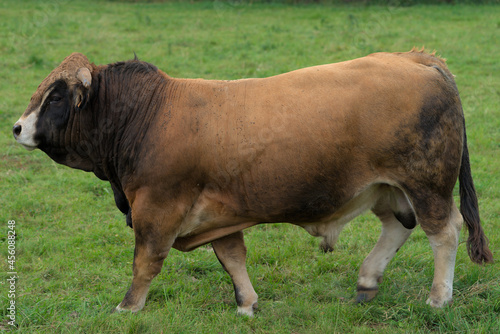 Young brown bull of Aubrac breed in his meadow