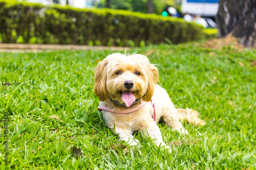 Quadro em tela Tibetan terrier lying down on grass outdoors.