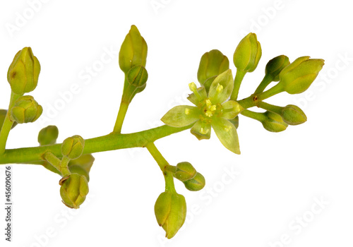 Flowers of the Avocado Tree