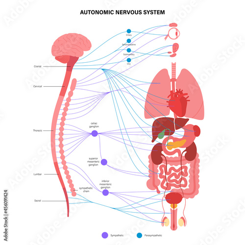 Autonomic nervous system