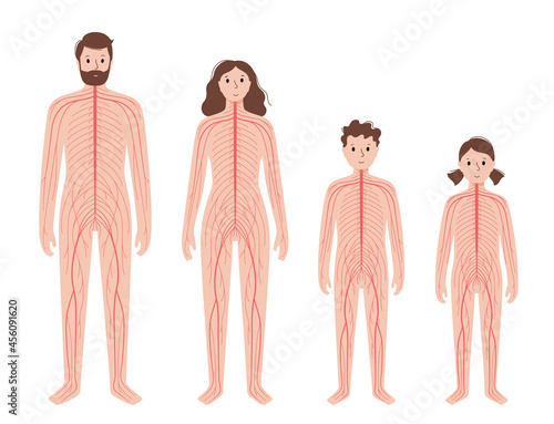 Central nervous system