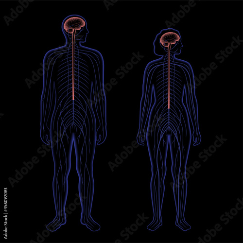 Central nervous system