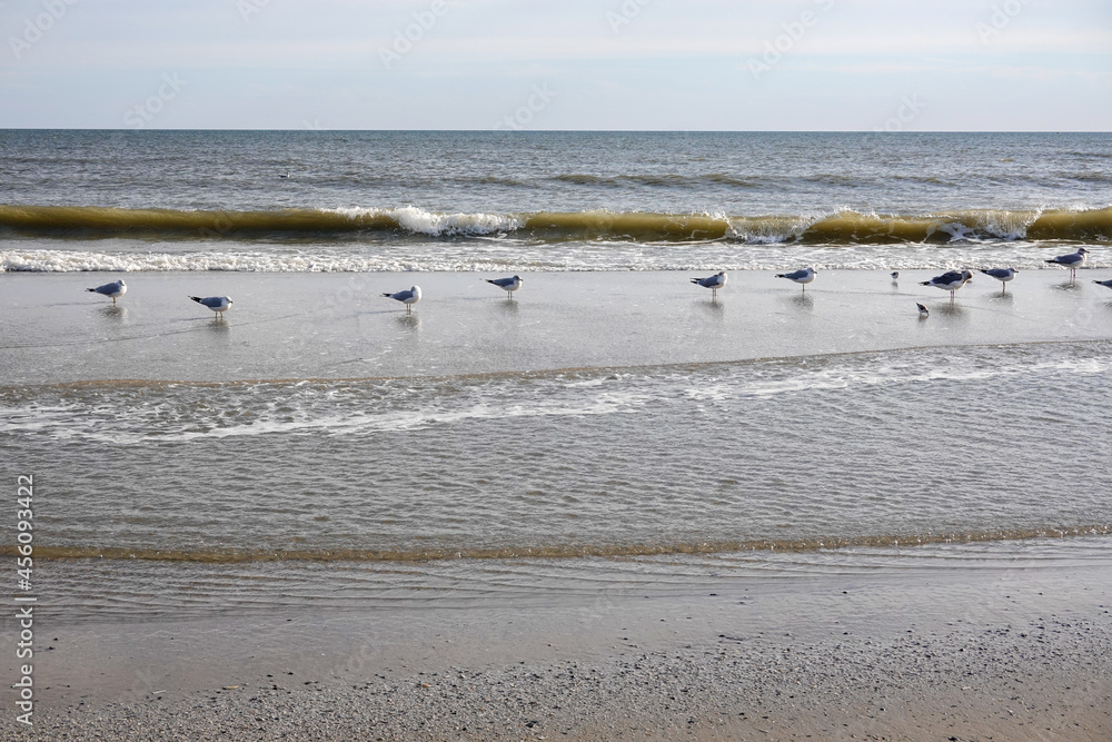 Seagulls lined up on a beach in shallow water in front of small ocean waves