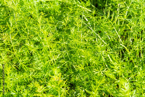 Finely divided  feathery leaves ofcaraway  Carum calvi  biennial plant in the family Apiaceae.