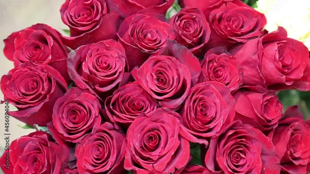 Circular panorama of Rose flowers (Latin Rósa) in red color top view. Flora home indoor plants flowers. Circular panorama of Rose flowers (Latin Rósa) in red color top view. Flora home indoor plants flowers.