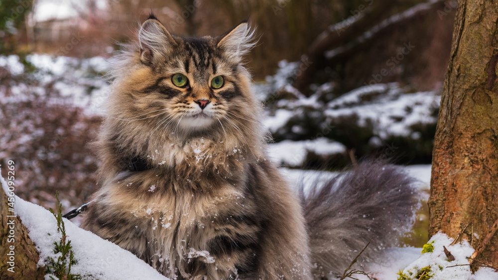 Kot Syberyjski w zimowym otoczeniu - obrazy, fototapety, plakaty 