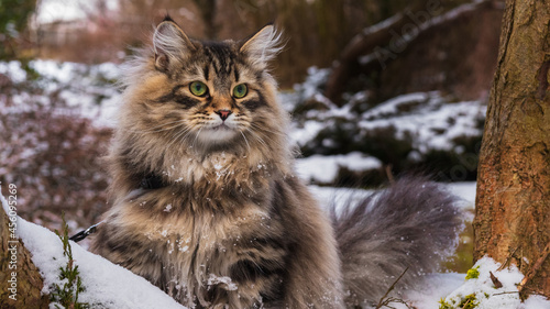 Kot Syberyjski w zimowym otoczeniu #456095269