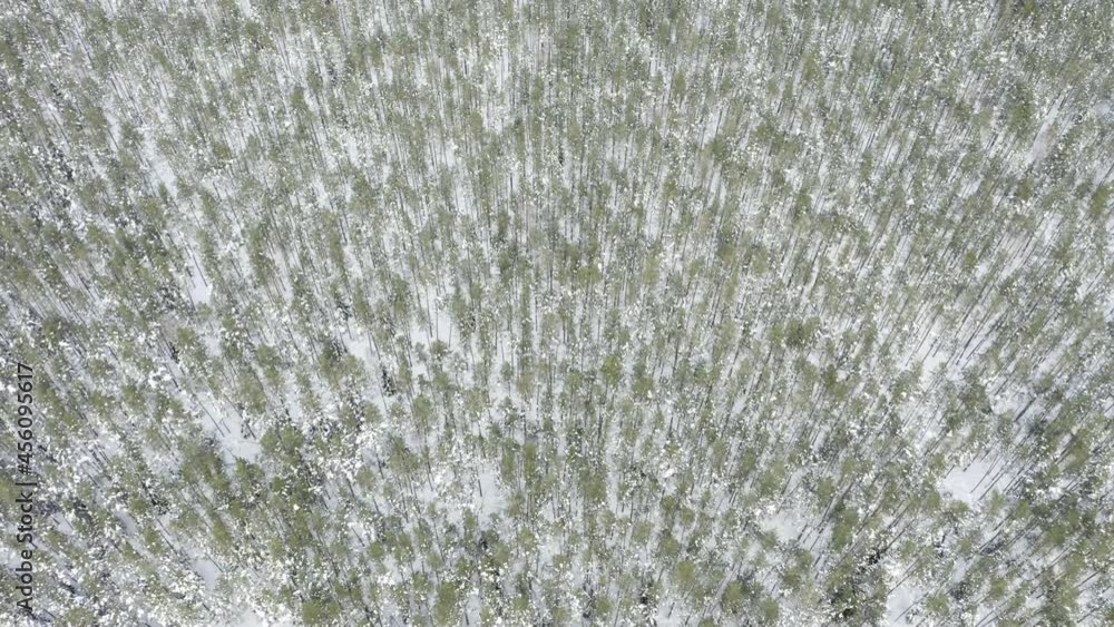 Drone shot flying on winter forest, aerial top-down view. Slow flight in forest on winter season.
Drone shot flying on winter forest, aerial top-down view. Slow flight in forest on winter season.