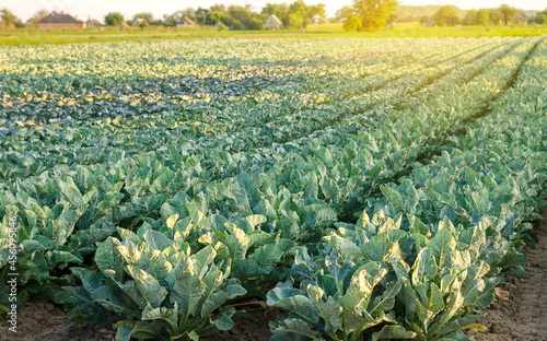 Vászonkép Broccoli plantations in the sunset light on the field
