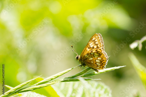 Selective focus shot of duke of burgundy (hamearis lucina)