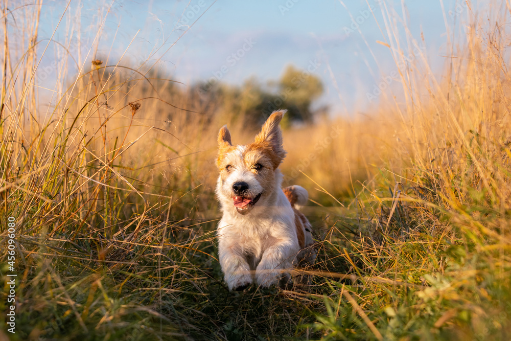Jack Russell Terrier puppy running in a field on tall autumn grass - obrazy, fototapety, plakaty 