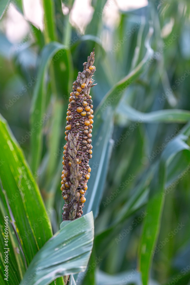 Fototapeta premium Gibberella zeae and Khuskia oryzae diseases attacks the corn cob