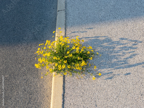 CLOSE UP: Isolated birdsfoot trefoil flower grows out of a cracked pavement. photo