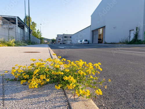 LOW ANGLE: Lotus corniculatus grows roadside in district full of warehouses. photo