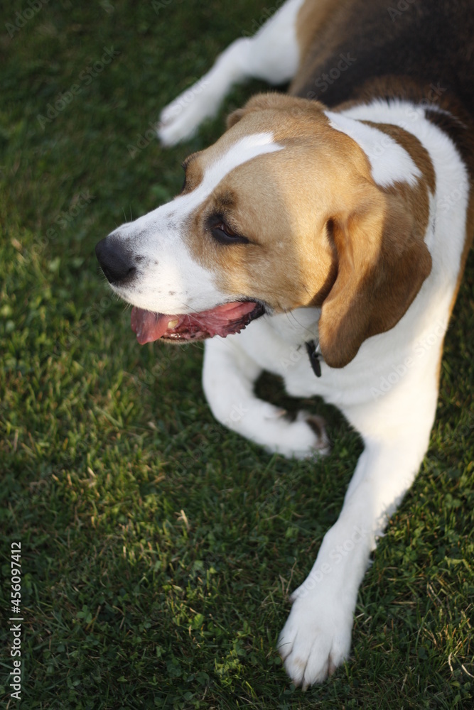 Dog beagle 