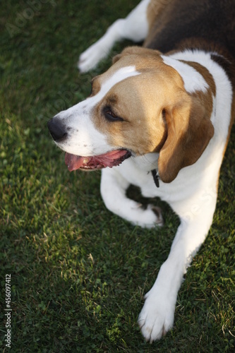 Dog beagle 