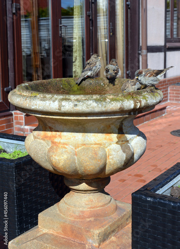 little birds sparrows bathe on a sunny day in a street fountain