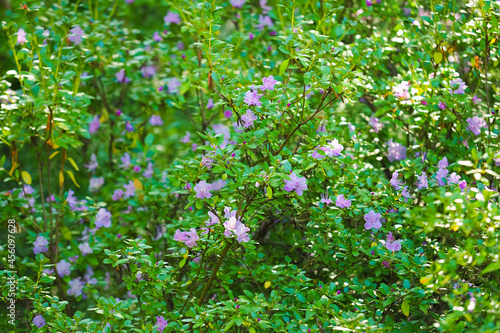 Flowering Bush Rhododendron Daursky or Rhododendron dauricum or Ledebour bagulnik in the woods in spring