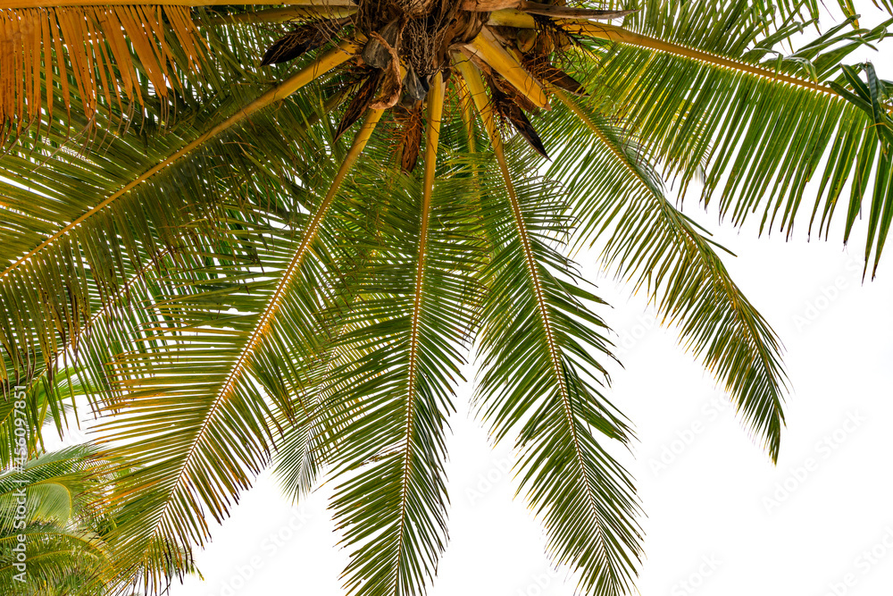 Bottom up view Green tropical palm leaf Tropical fresh coconut palm leaves frame isolated on white background Summer holiday background concept Bottom up view Green tropical palm leaf Tropical fresh coconut palm leaves frame isolated on white background Summer holiday background concept