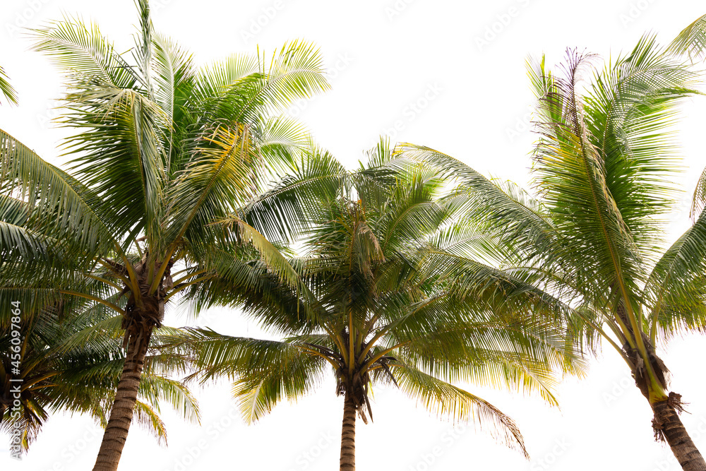 Green tropical palm leaf Tropical fresh coconut palm leaves frame isolated on white background Summer holiday background concept