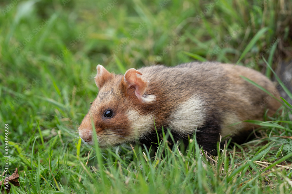 European hamster in the meadow. Hamster among the grass. European wildlife. Cute animals during summer season. European hamster in the meadow. Hamster among the grass. European wildlife. Cute animals during summer season.