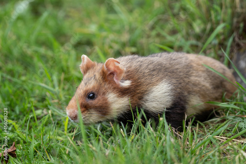 European hamster in the meadow. Hamster among the grass. European wildlife. Cute animals during summer season.  © prochym