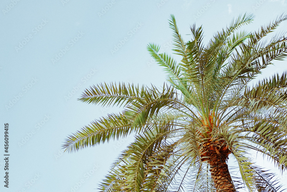 Palm tree against the blue summer sky