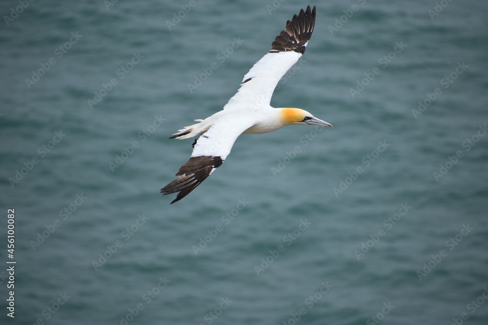 Gannet in flight It is large seabird with two metres wingspan This bird spends most of its time at sea and comes on land for nesting Most of the body is white with dark tips on the major wing feathers