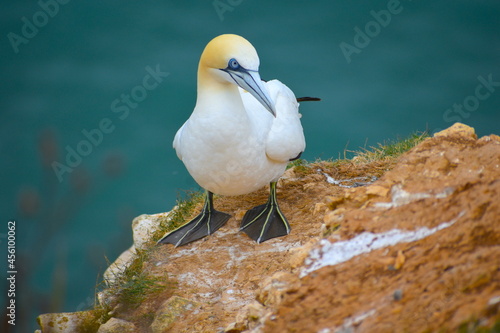 Adult gannet resting atop a cliff in North Yorkshire Gannets are UK's largest seabirds recognised in flight by the cigar-shaped white body buffish-yellow wash to the head black wingtips and long wings photo