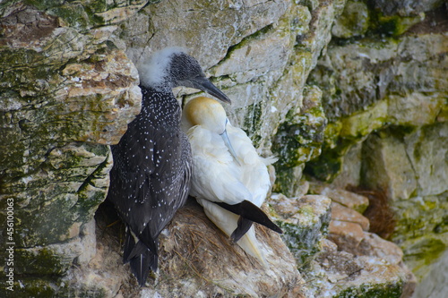 Juvenile with dark brown plumage speckled with white dots and adult gannet on Yorkshire cliff. Gannets lay single egg which they fiercely defend The young bird is unable to fly when it leaves the nest photo