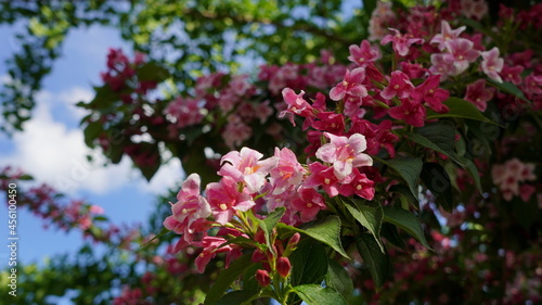 Jasmine (Jasminum Beesianum) pink flowers in the sunlight in spring